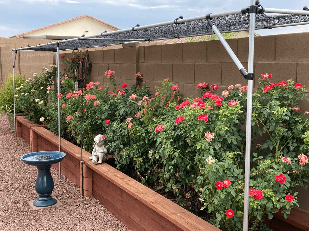 EMT Conduit sunshade protecting rose plants from desert sun