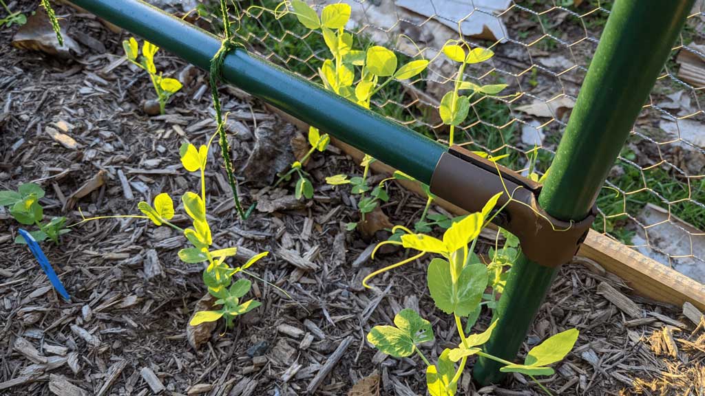 Tomato plants grabbing onto emt conduit trellis structure