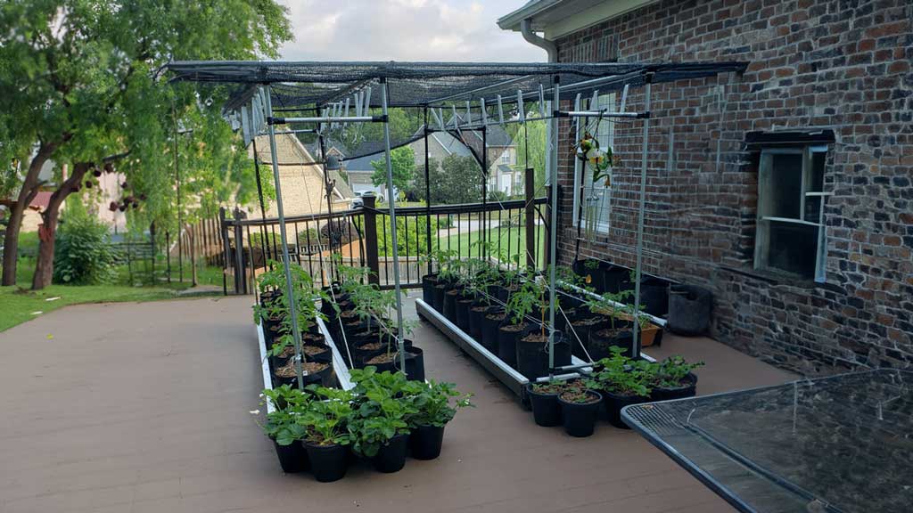 DIY Freestanding Deck Garden Sunshade And Trellis