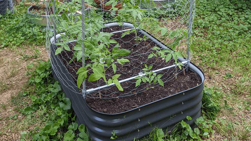 Steel conduit trellis inside of metal raised garden bed