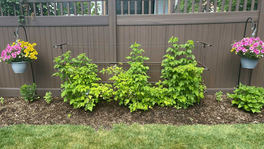 Raspberry Garden Trellis Made With Conduit & Connectors