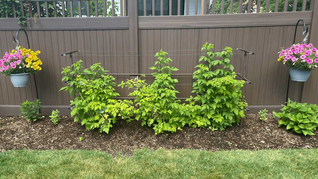 DIY Raspberry Plant Trellis Made With pipes and connectors