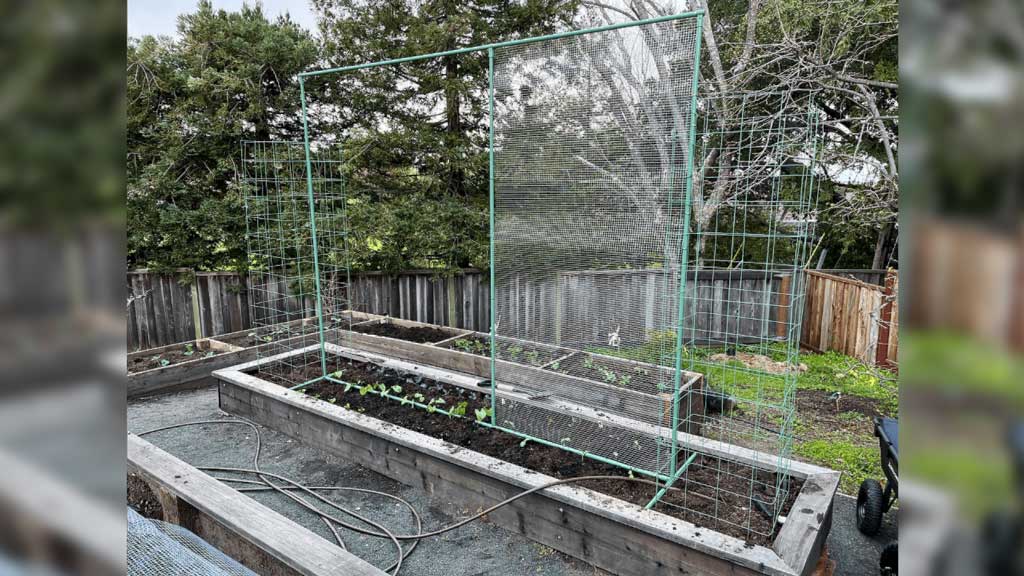 DIY Vertical Wall Trellis Made With electrical conduit and clamp style connectors