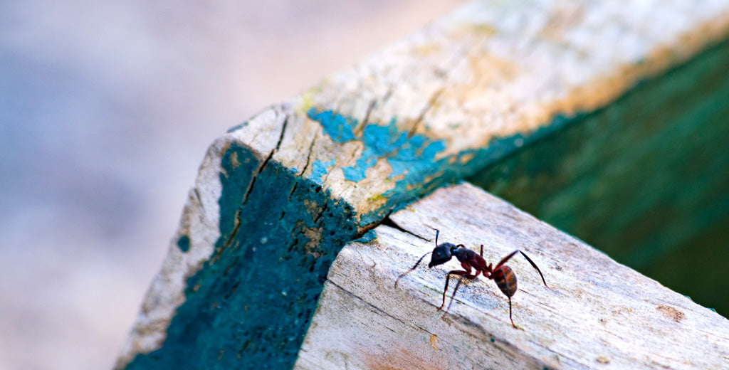 Carpenter ant walking across the edge of a wooden garden bed