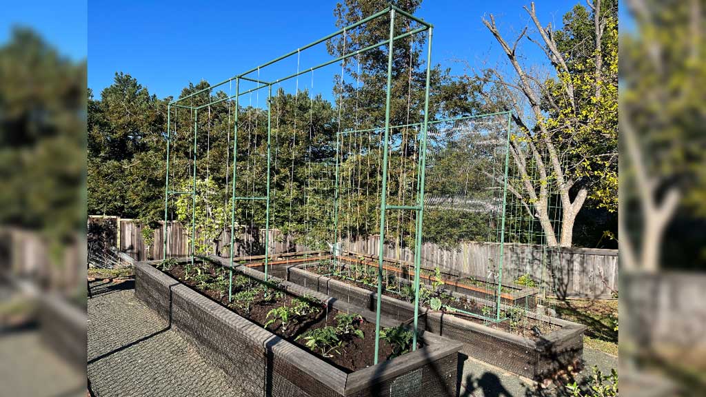 Custom garden trellises made with EMT Conduit