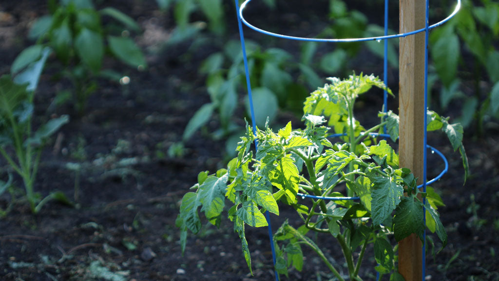 Small tomato plant supported by trellis cage in garden bed