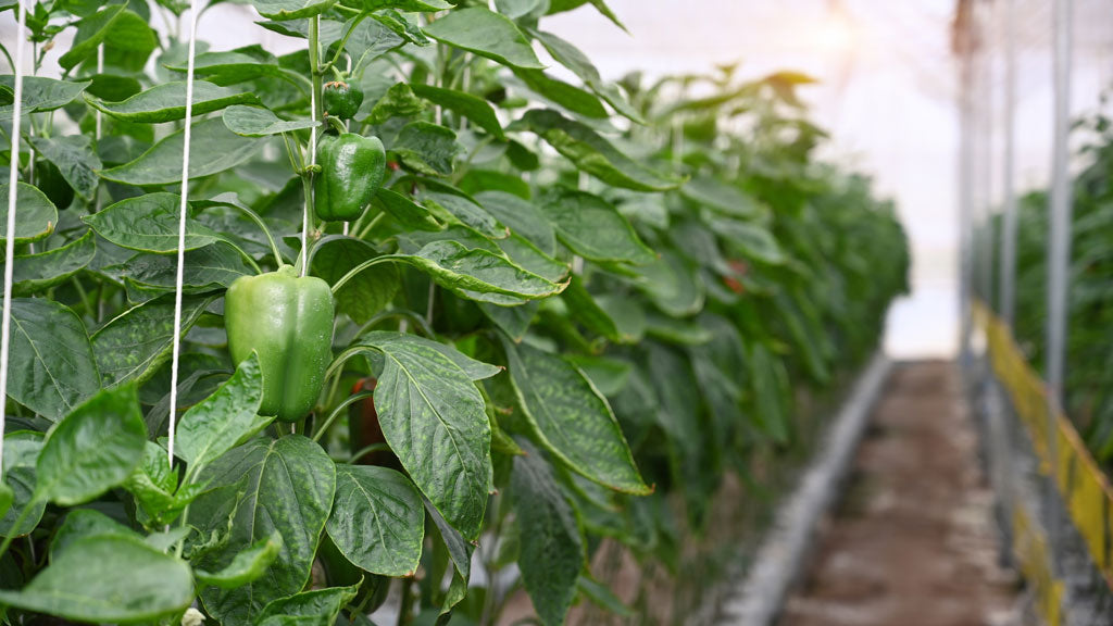Green bell pepper or sweet pepper growth in modern greenhouse