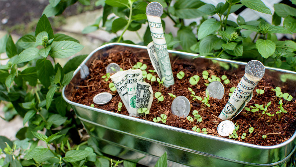Money growing inside of garden bed