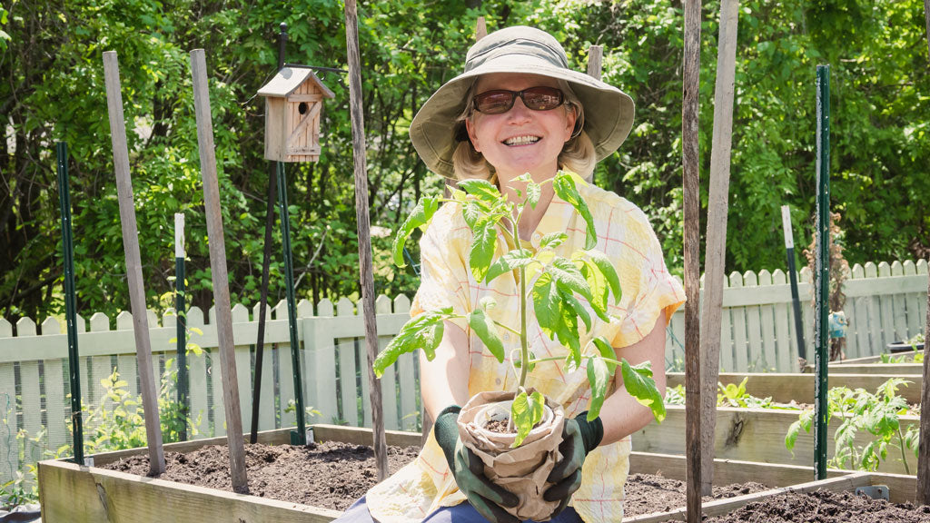 Gardener sitting on the edge of her garden bed while holding a tomato plant