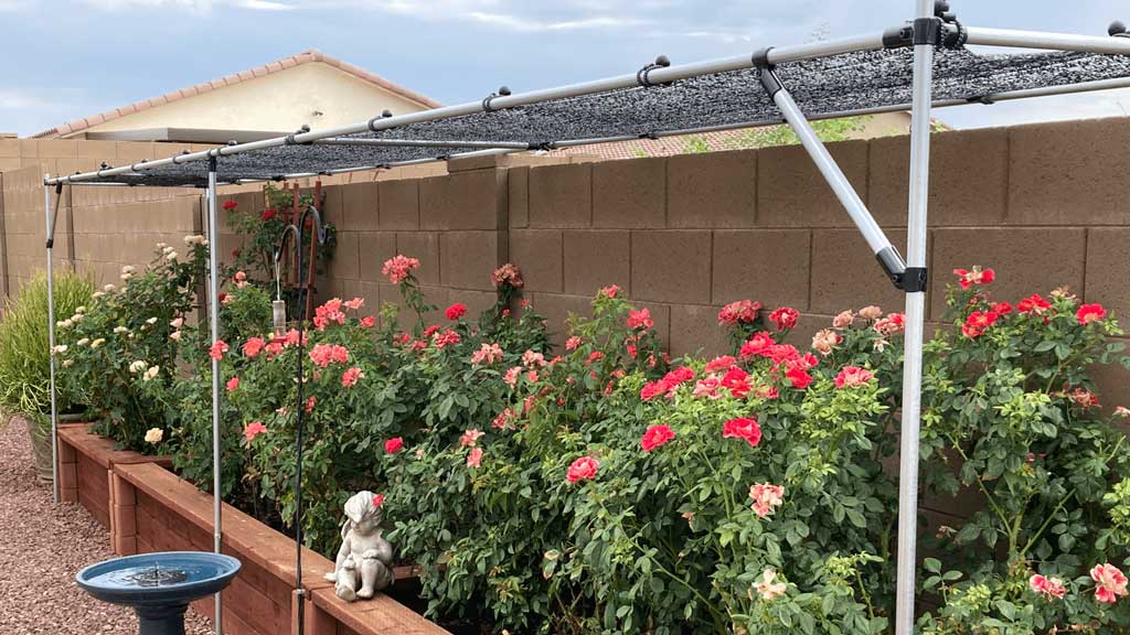 Custom made conduit sunshade that protects rose bushes