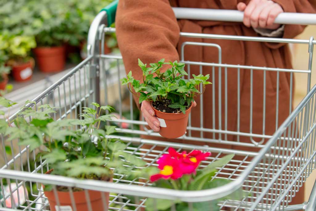 Gardener placing ivy inside of their shopping cart at garden center 