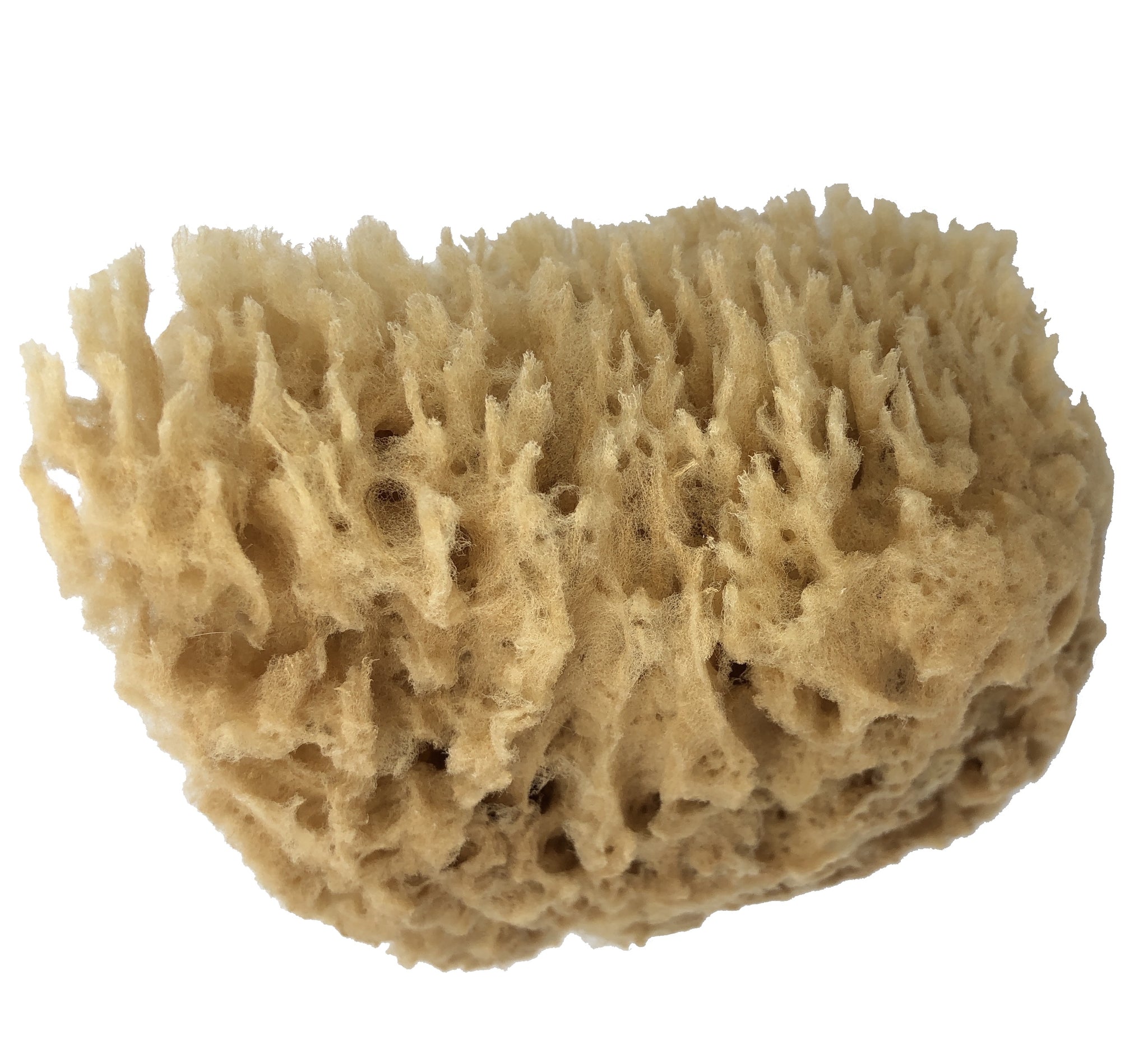 natural baby sponge