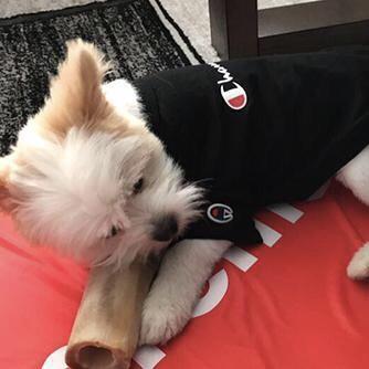 The Champion Hype Dog Hoodie