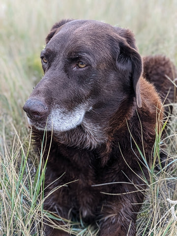 Abe is our official greeter and loves to meet everyone!