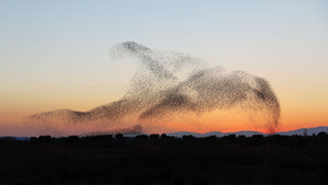 starling murmuration part 8