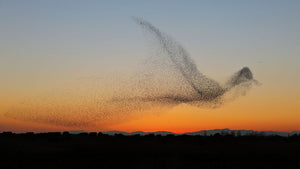 starling murmuration part 4