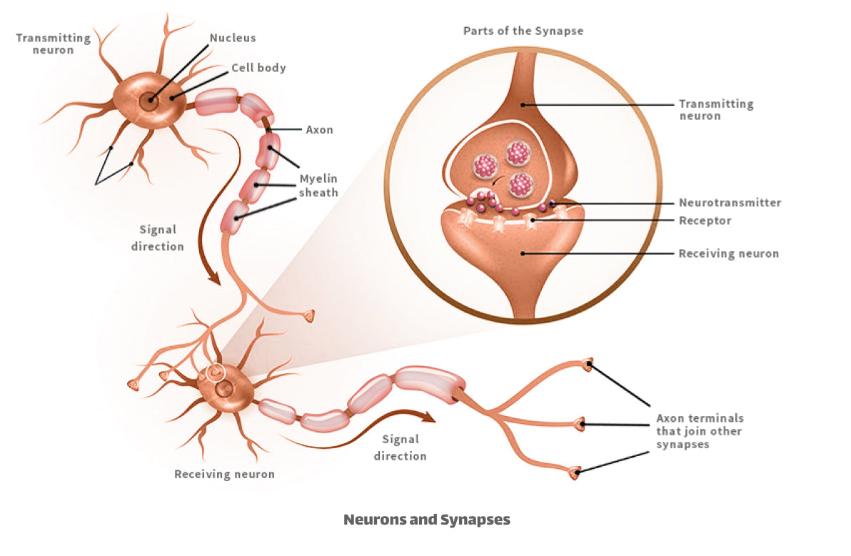 neurons synapses
