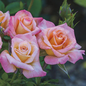 Cutie Pie™ Potted Rose Bush - Grace Rose Farm