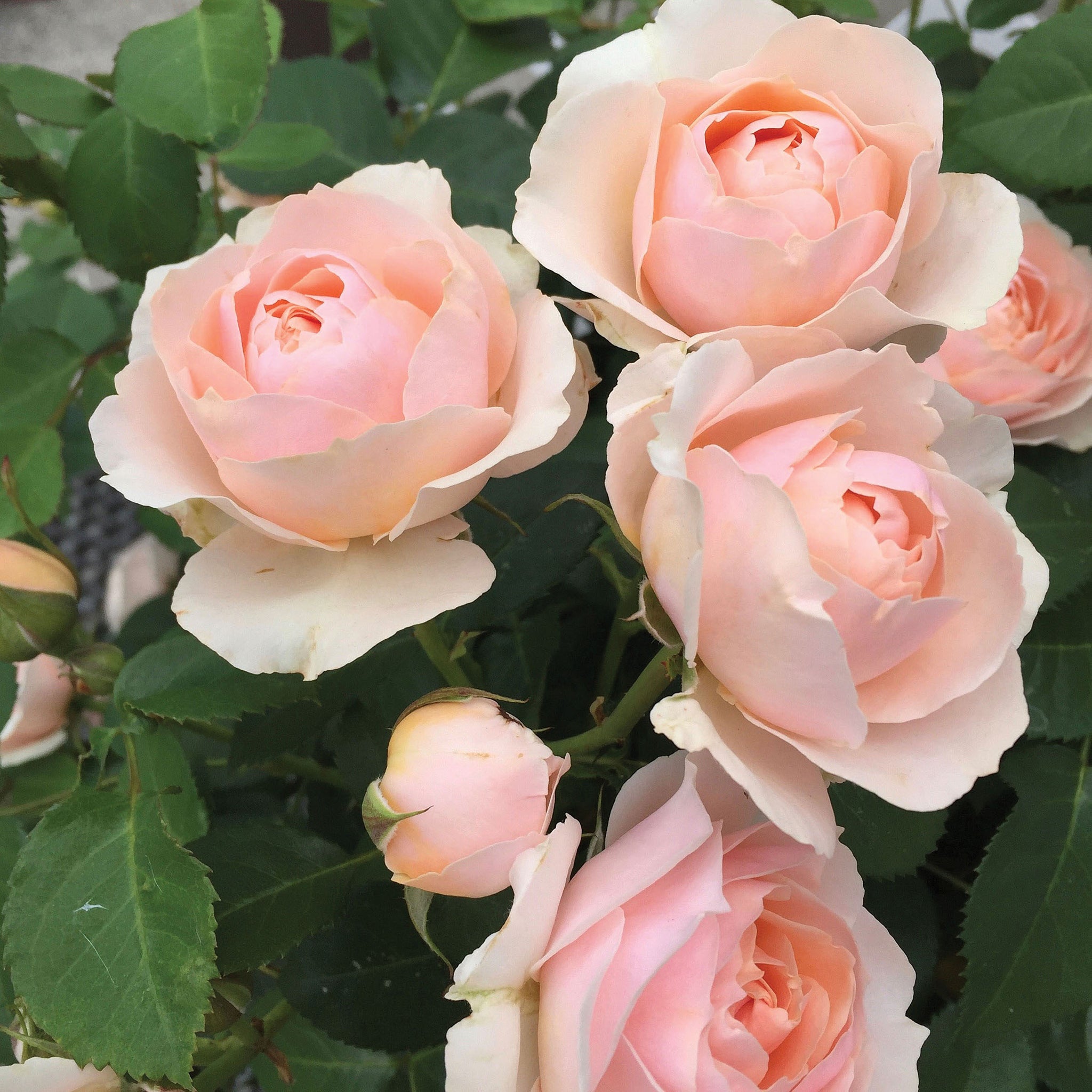 Our 2022 Rose Additions – Grace Rose Farm
