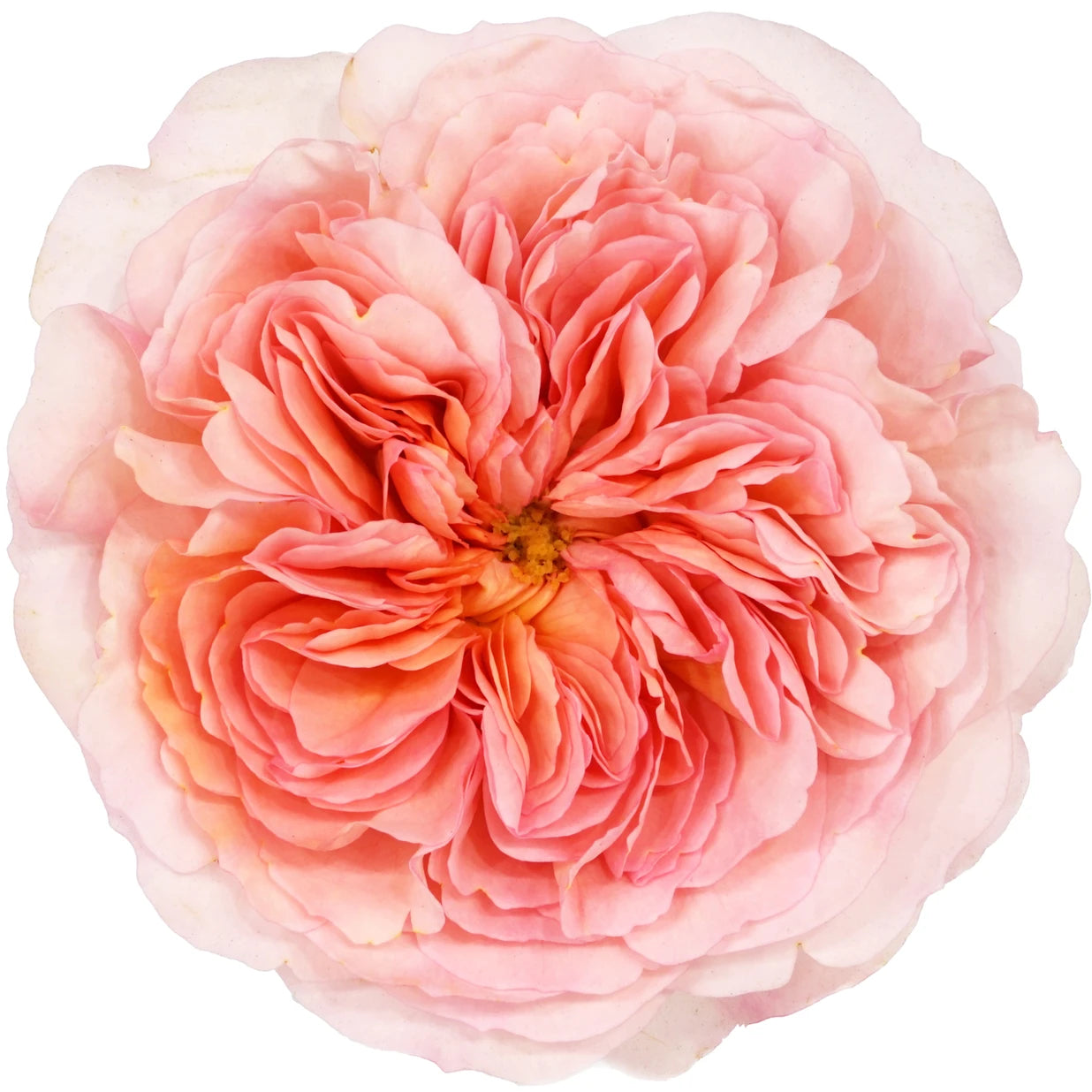 Phoebe Garden Rose