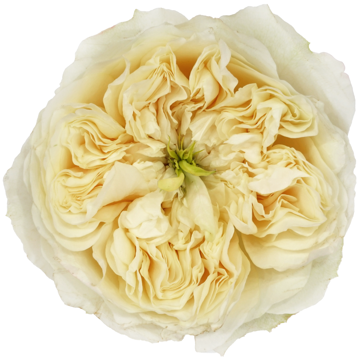 Enid Garden Rose