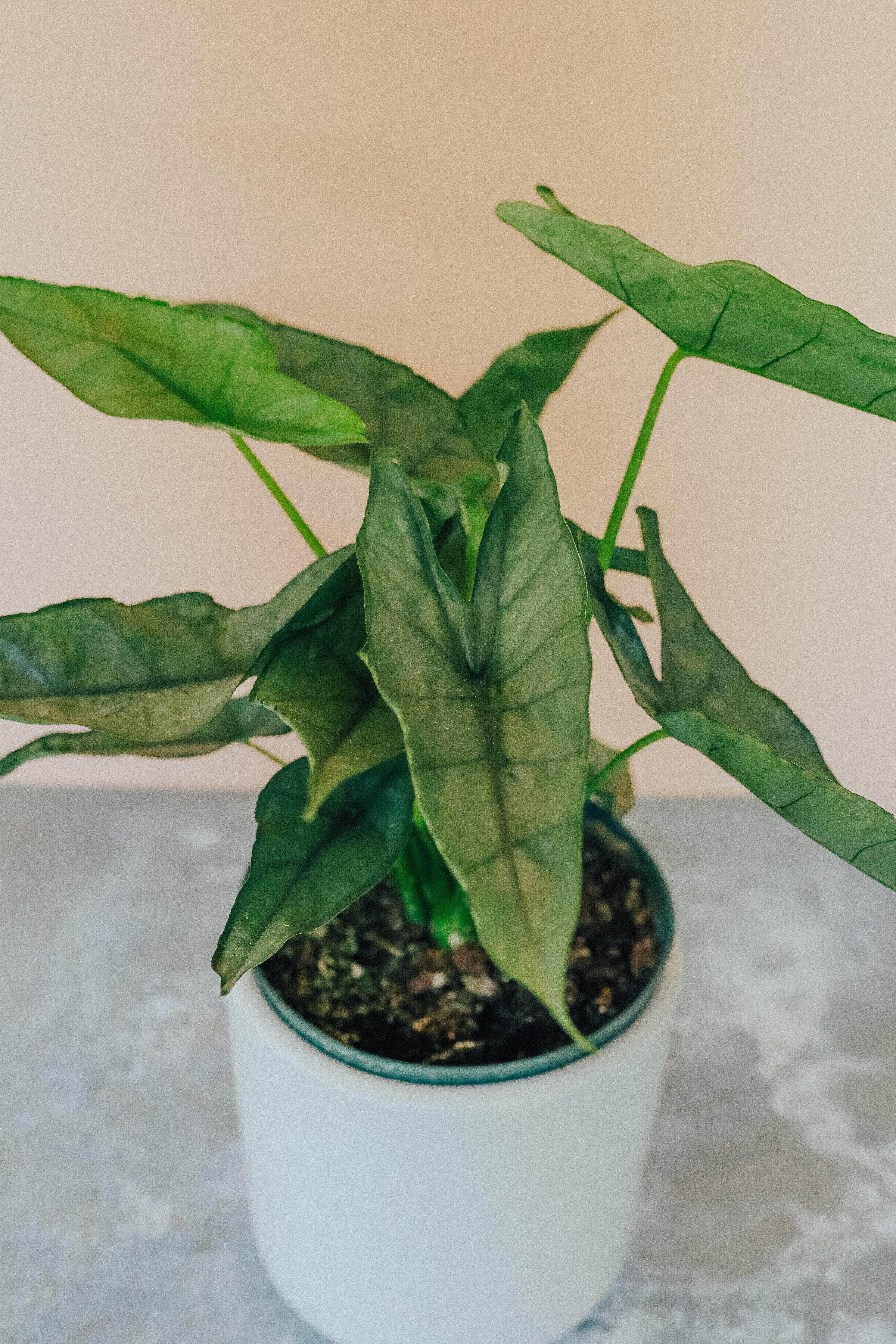 Alocasia Heterophylla Dragon S Breath Grow Plant Shop