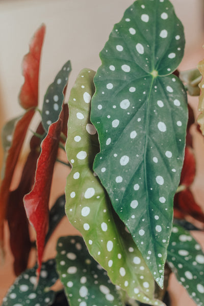 Begonia Maculata – Grow Plant Shop