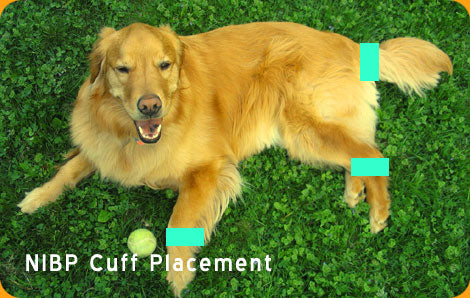 Veterinary Blood Pressure Cuff Placement