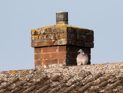 Pigeon on roof with bird droppings