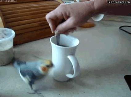 kuş kahvenin etrafında