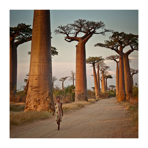 baobab tree 猴麵包樹 有機美容 保濕 抗氧化 植物油 精華油