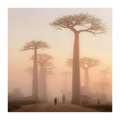 baobab tree baobab oil 猴麵包樹 保濕 抗氧化 精華油 有機護膚品