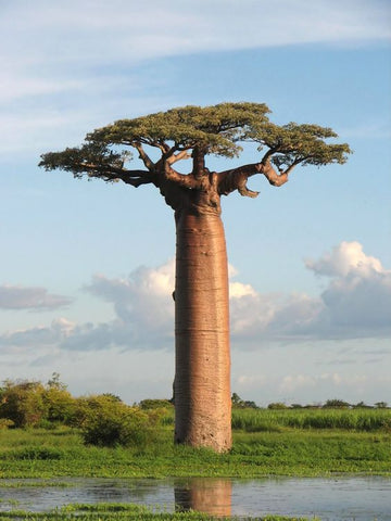 保濕精華 保濕精華油 猴麵包樹 baobab oil