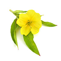 Evening Primrose Oil