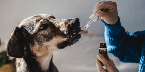 A dog taking a dose of cbd to try and calm it's nerves.