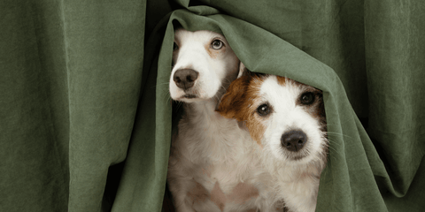 Two scared dogs hiding from firework noise.