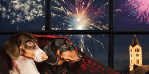 Two dachshunds trying to enjoy fireworks