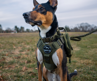 Front Clip Harness