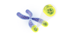 bright body science of aging telomere shortening