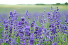 bright body essential oils gynecomastia controversy lavender