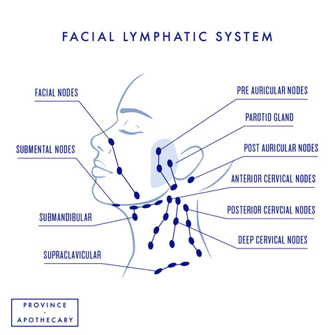 Lymph Drainage Chart