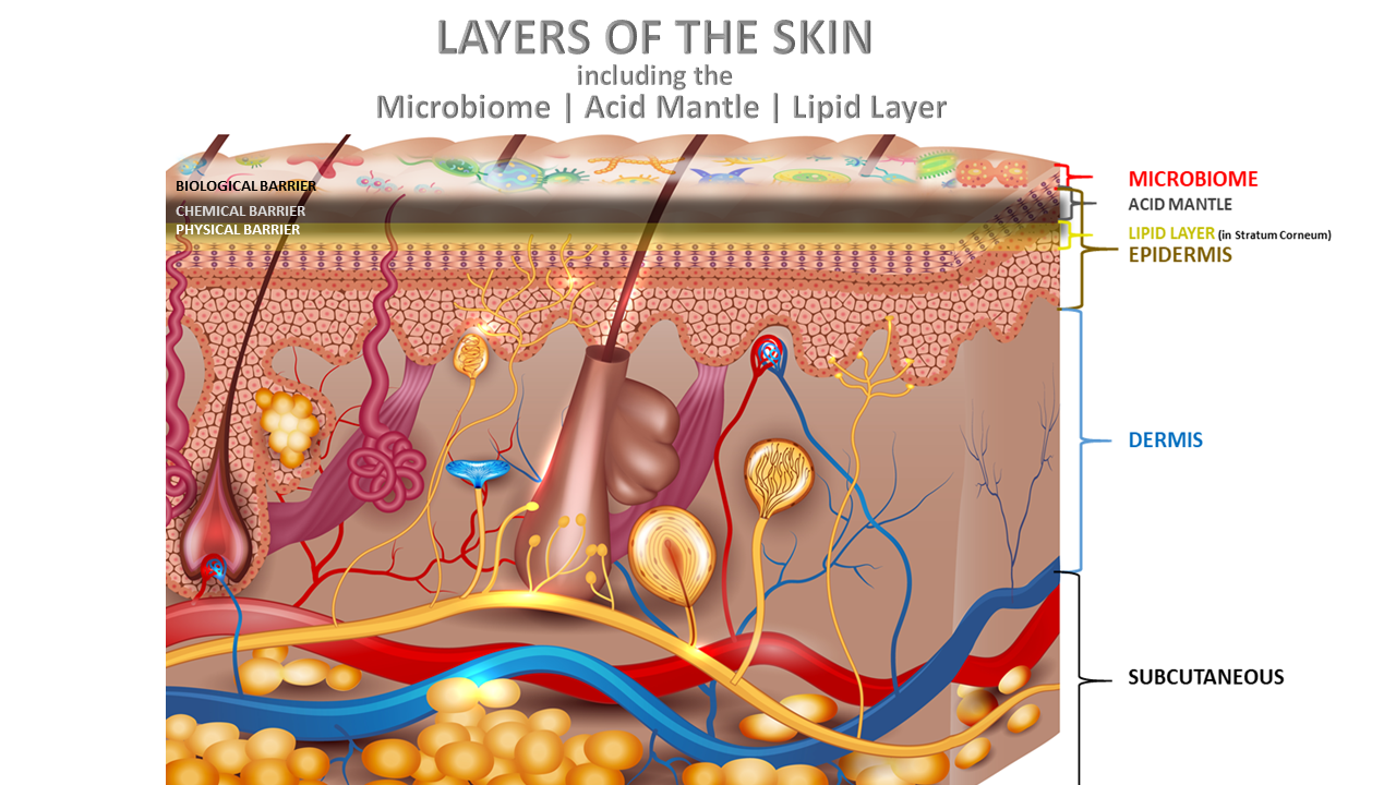 Skin Barrier