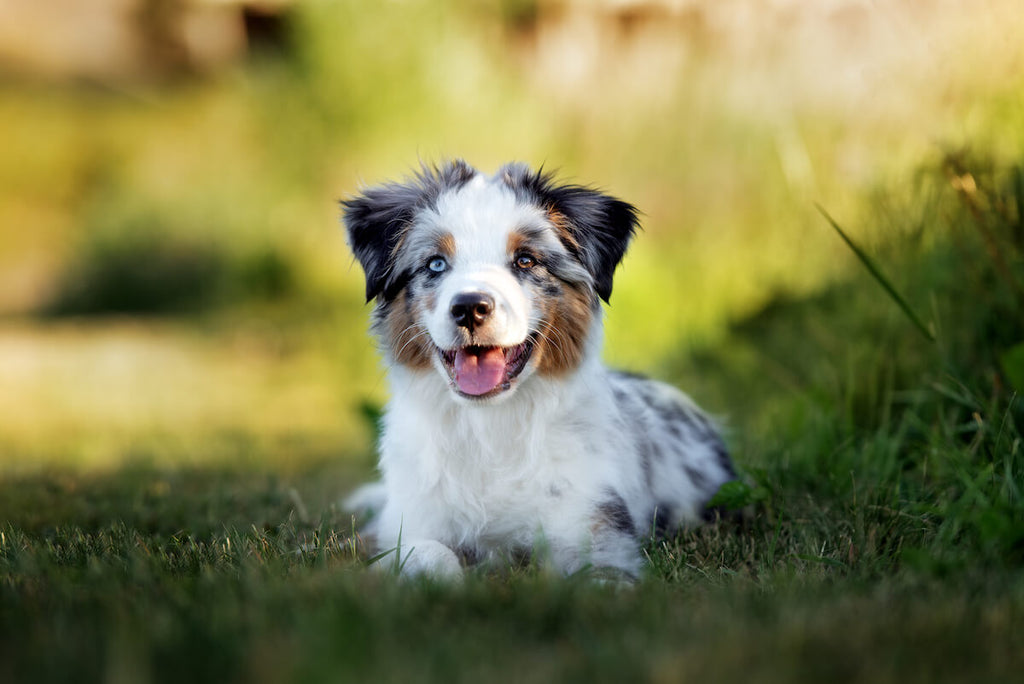 what is the best shampoo for australian shepherds