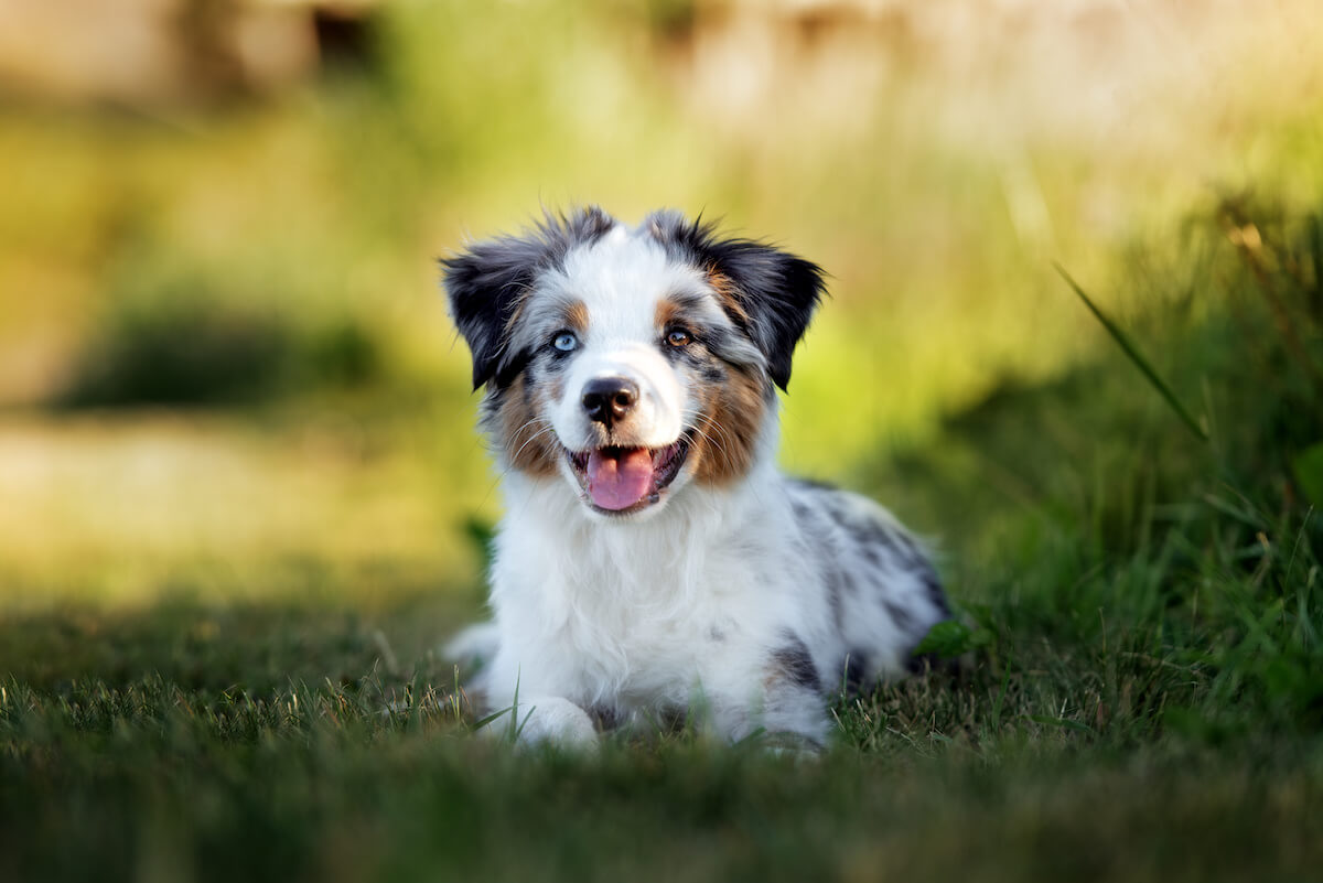 miniature australian shepherd hypoallergenic