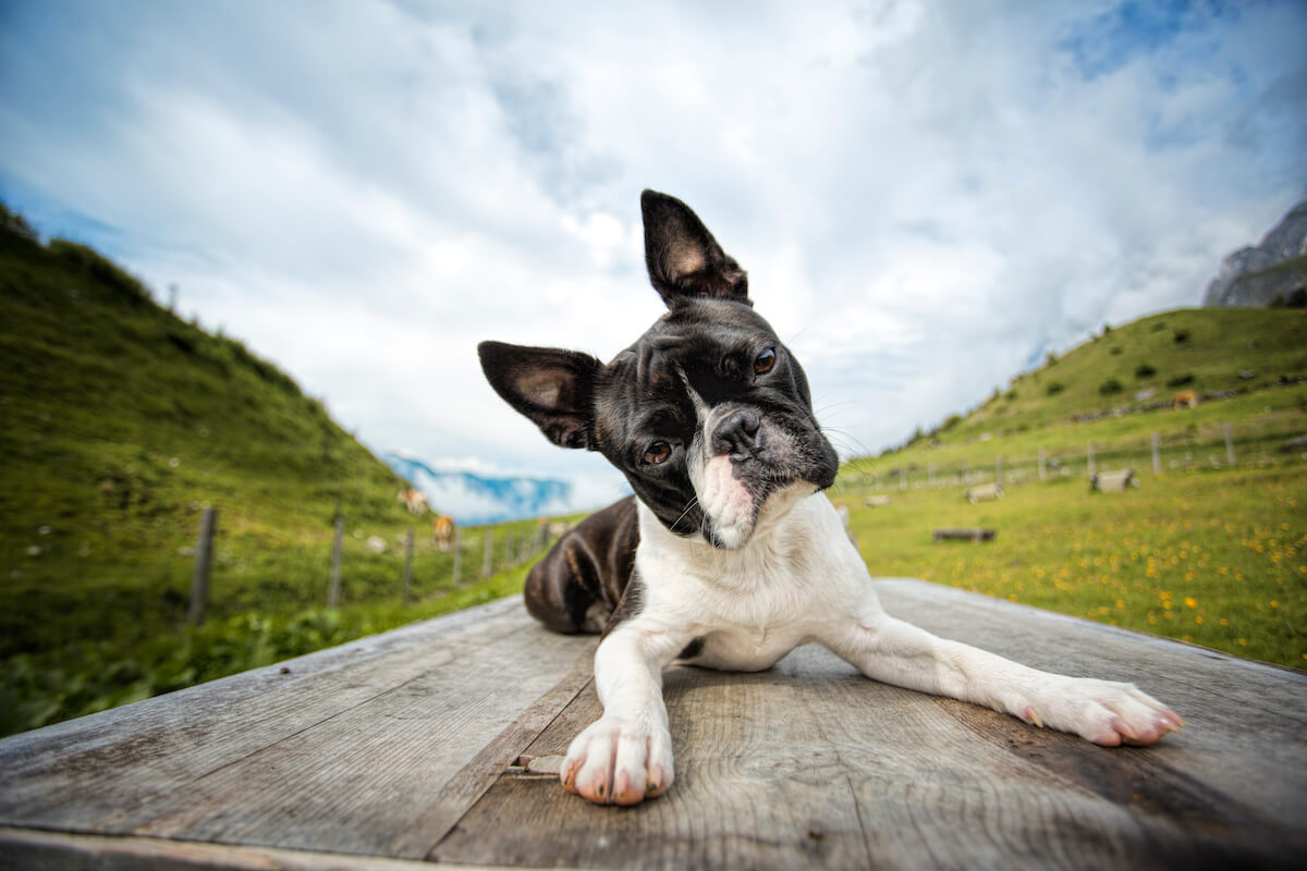 what can you give a boston terrier for diarrhea