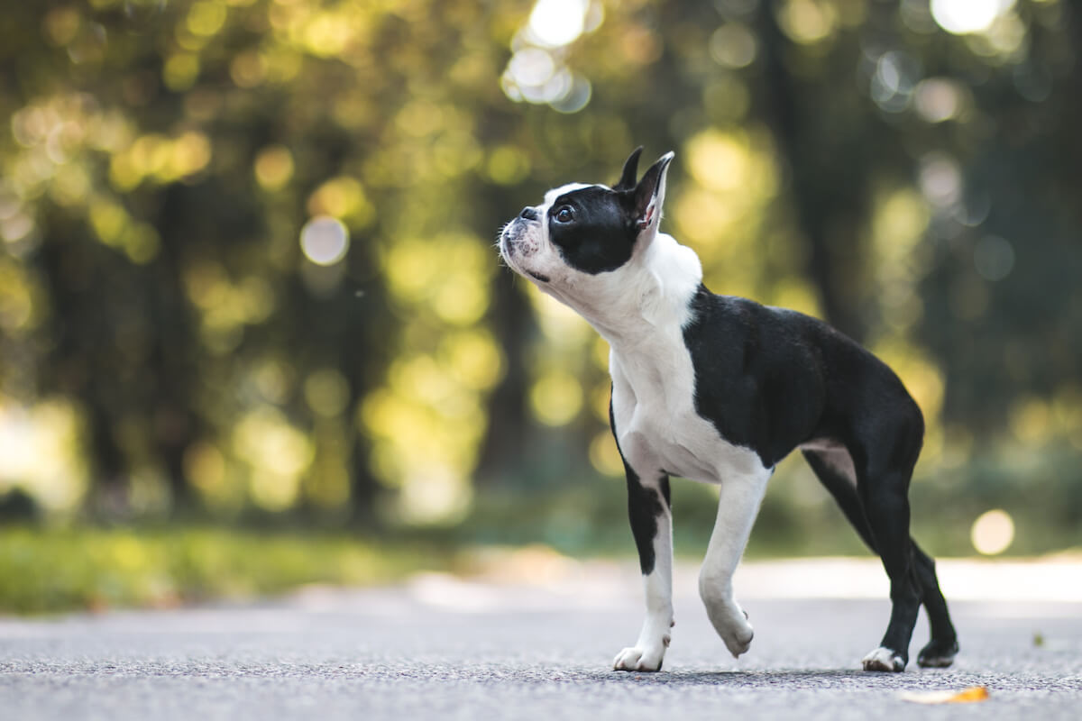 what can you give a boston terrier for diarrhea