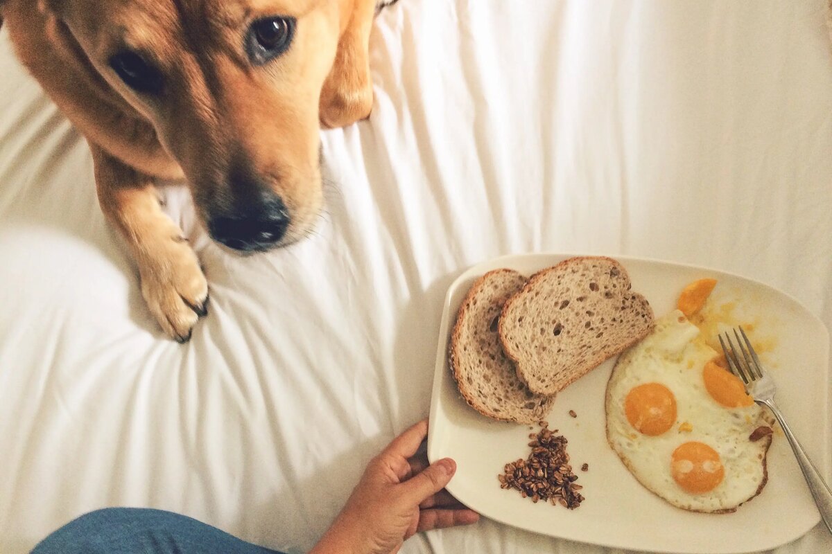 can you feed dogs toast