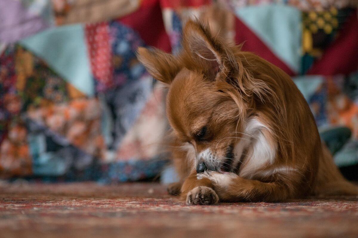 what does it mean when your dog puts his paw on his face