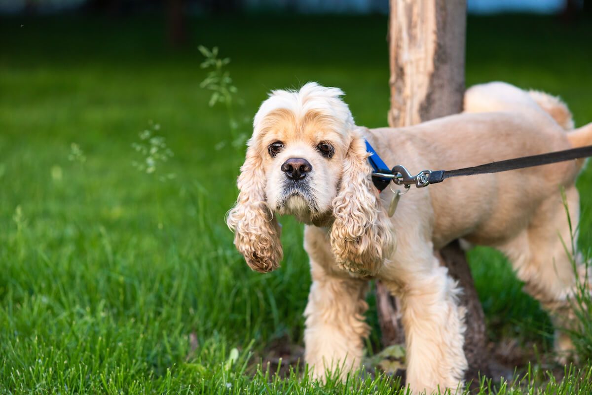 what causes bladder stones in shih tzus