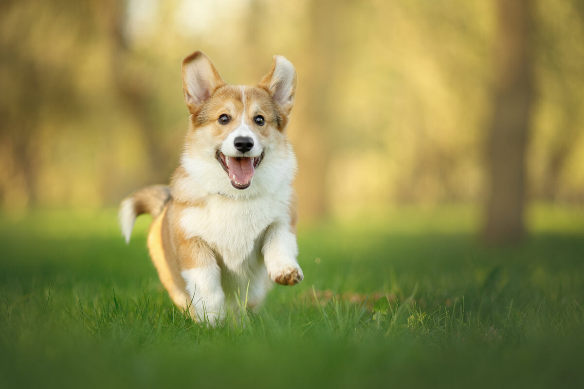 how long do female corgis live